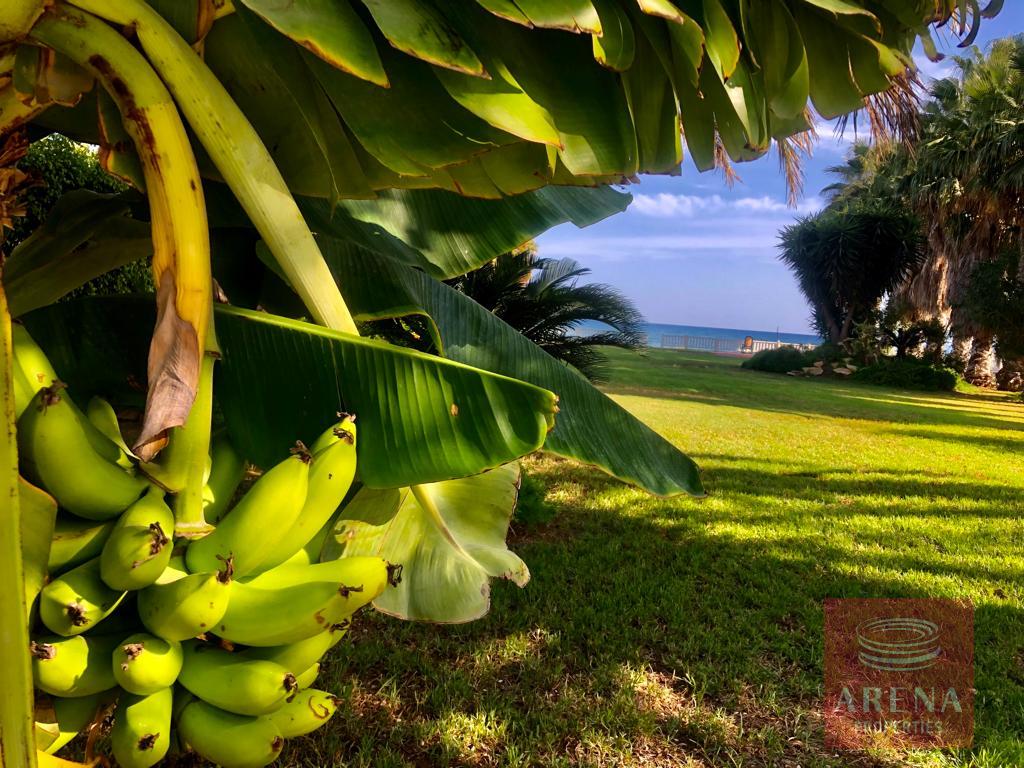 Villa for rent 450 m² in Perivolia Larnakas, Larnaca
